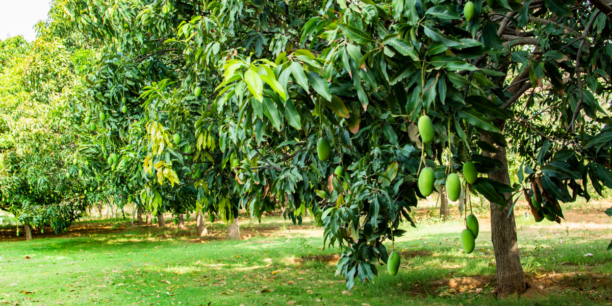 Mango trees with green fruit